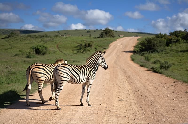 The Safari Experience